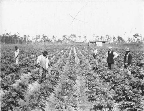 Wimauma - Photo Collection