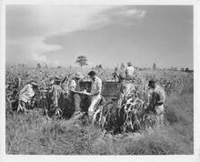 hccfl_1817-Thumbnail Image.jpg