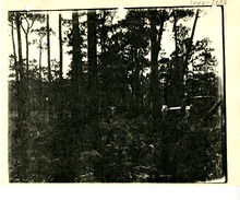hccfl_1878-Thumbnail Image.jpg