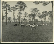 hccfl_2398-Thumbnail Image.jpg