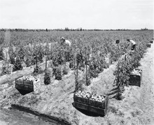 hccfl_2529-Thumbnail Image.jpg